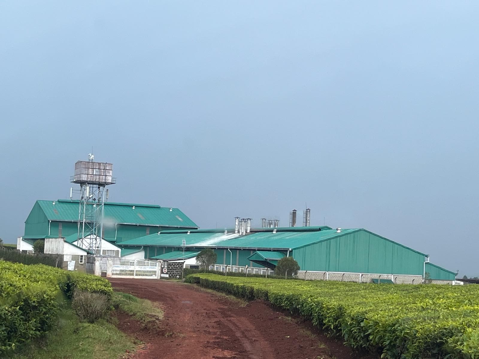 Kipsigis tea cooperative